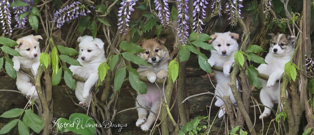 Bushpuppies IJslandse Honden pups